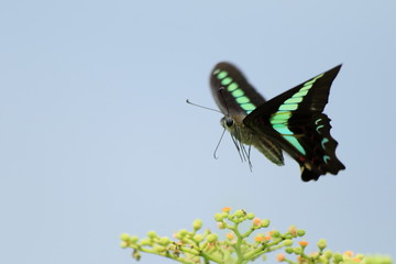 アオシジアゲハ
