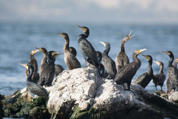 Great Cormorant Bird in Egypt