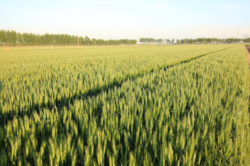 wheat growing