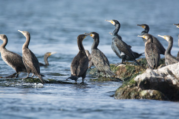 Great Cormorant Bird in Egypt