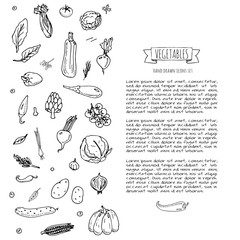 Hand drawn doodle vegetables icons set Vector illustration seasonal vegetable symbols collection Cartoon different kinds of vegetables Various types of vegetables on white background Sketchy style
