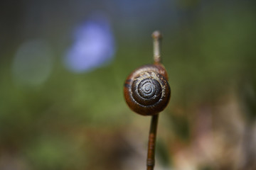 Snail isolated on forest, nature