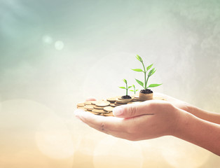 Philanthropy day concept: Entrepreneur hand holding golden coins and small trees over blurred nature background