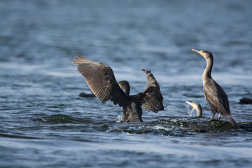 Great Cormorant Bird in Egypt