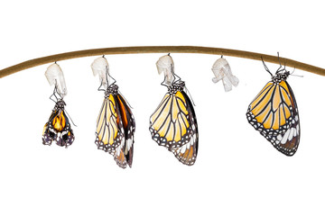Fototapeta premium Transformation of common tiger butterfly emerging from cocoon
