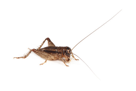 Field Cricket (Gryllus) isolated on white background