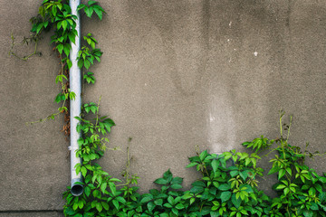 Green plant on wall
