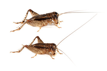 Field Cricket (Gryllus) isolated on white background