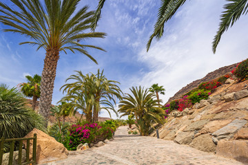 Tropical fauna of Gran Canaria island, Spain