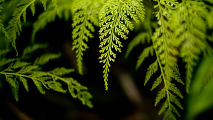 Green Fern Leaves in Thailand