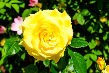 Lovely yellow rose flower and bud. Pink wild rose in background.