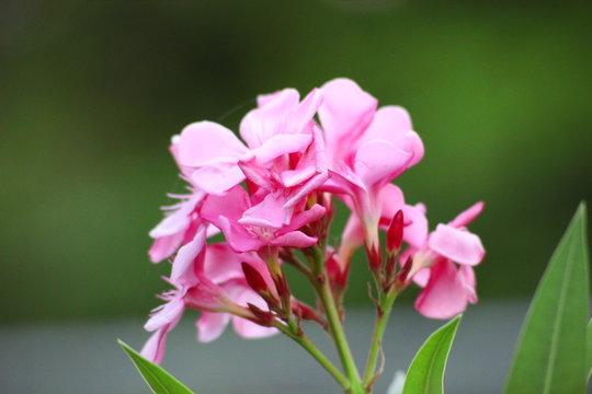 Blooming pink flowers blooming beautifully.