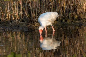 White Ibis Foraging, Merritt Island National Wildlife Refuge, Fl