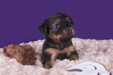 Little Puppy Russian toy terrier isolated on a colored backgroun