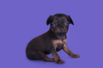 Little Puppy Russian toy terrier isolated on a colored backgroun