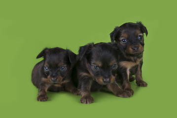 Little Puppy Russian toy terrier isolated on a colored backgroun