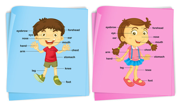 Body Parts Clipart
