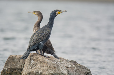Great Cormorant Bird in Egypt