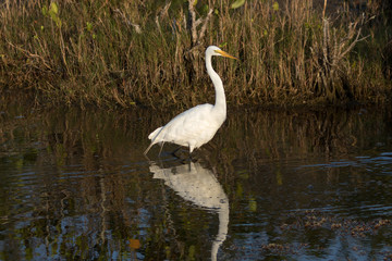 Great Egret, Merritt Island National Wildlife Refuge, Florida
