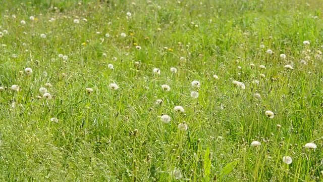 background field of dandelions in the wind