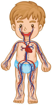 Blood system in boy body