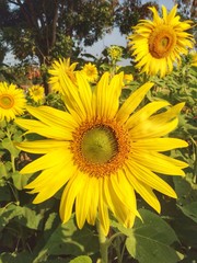 Obraz premium Sunflowers