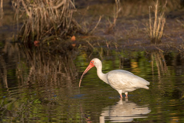 White Ibis Foraging, Merritt Island National Wildlife Refuge, Fl