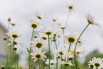 Camomiles at sunlight. Natural cute background