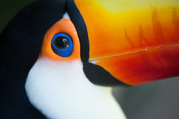 Toucan's eye closeup