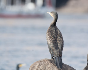Great Cormorant Bird in Egypt