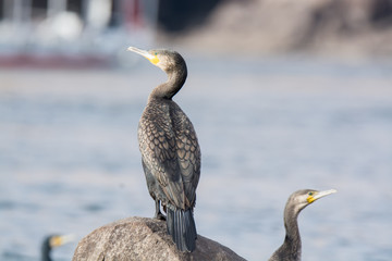 Great Cormorant Bird in Egypt