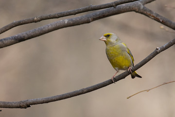 greenfinch on a branch