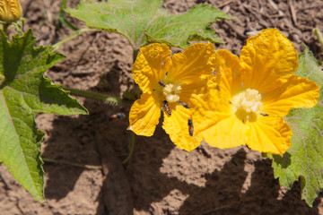 Bumblebee in yellow flower pumpkin

