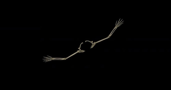 Structure of bones in arms of human body, clavicle, scapula, humerus, radius, ulna and hands, in rotation seen from above, on black background in 4K format