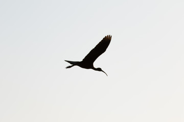 Fototapeta na wymiar White Ibis Flying, Merritt Island National Wildlife Refuge, Flor
