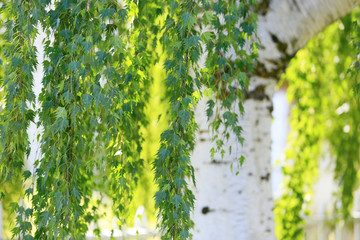 Spring background with young birch leaves close up
