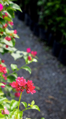 Wayside Little Red Flowers