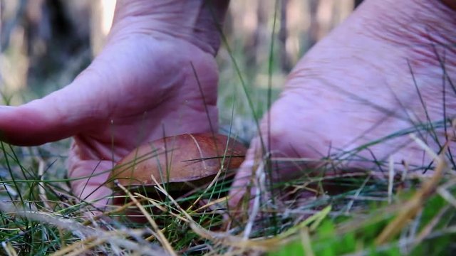 ein Pilz (Maronenröhrling) im Wald wird abgeschnitten