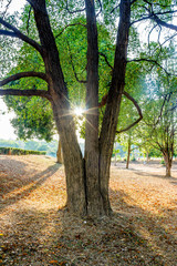 Late summer sunlight breaking through the trees