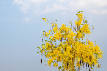 Golden Shower Tree, (Koon or Ratchaphruek)