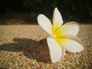 white plumeria
