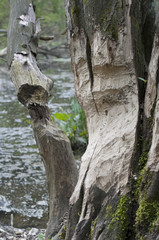 Cutted tree - Beaver's Work
