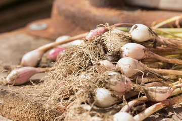 young garlic from the garden