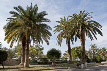 Fototapeta na wymiar Palm trees in park