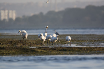 Eurasian spoonbill