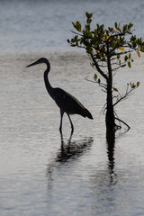 Great Blue Egret, Merritt Island National Wildlife Refuge, Flori