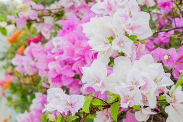 bougainvillea, paper flowers