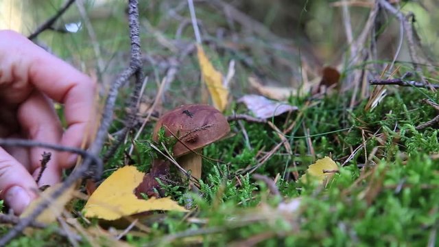 ein Pilz (Maronenr&ouml;hrling) im Wald wird abgeschnitten