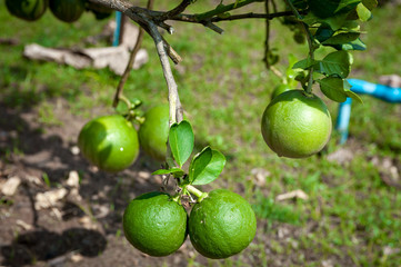 Lime green tree hanging from the branches