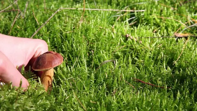 ein Pilz (Maronenr&ouml;hrling) im Wald wird abgeschnitten